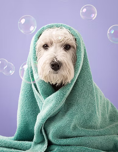Westie dog wrapped in a towel after bath — Bath & Brushing service at Kokoni