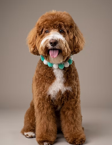 Dog with Asian Fusion style grooming at Kokoni Pet Grooming Salon