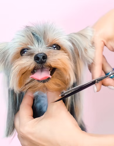 Dog getting a haircut with scissors at Kokoni Pet Grooming Salon
