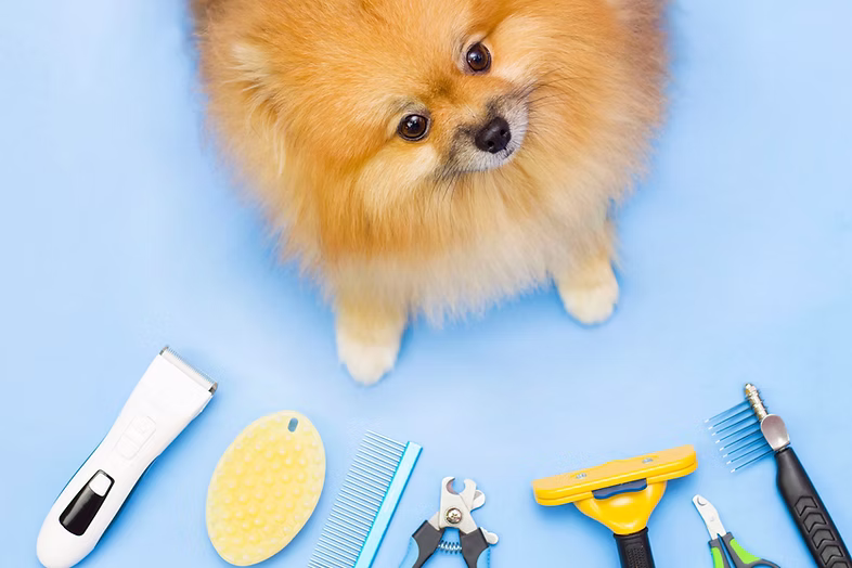 Fluffy Pomeranian surrounded by grooming tools